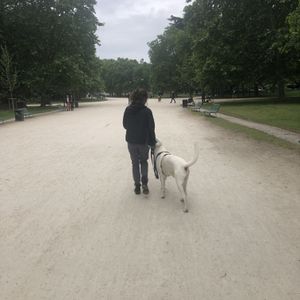 photo of a dog looking at owner